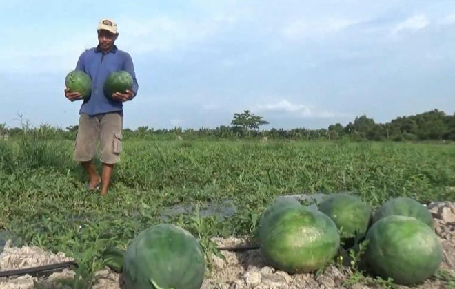 Petani petani di Kecamatan Dendang ,Tanjanbtim memilih untuk berkebun buah-buahan, khususnya buah meloj dan buah semangka.