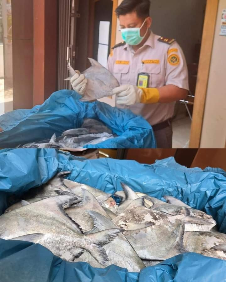 Petugas Karantina Ikan dari Balai Karantina Hewan, Ikan, dan Tumbuhan Jambi melakukan pemeriksaan sebelum dikirim ke Jakarta. 