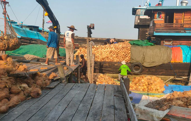 Satu diantara aktivitas di lokasi penampungan kelapa dalam di Kecamatan Kuala Jambi, Tanjabtim.