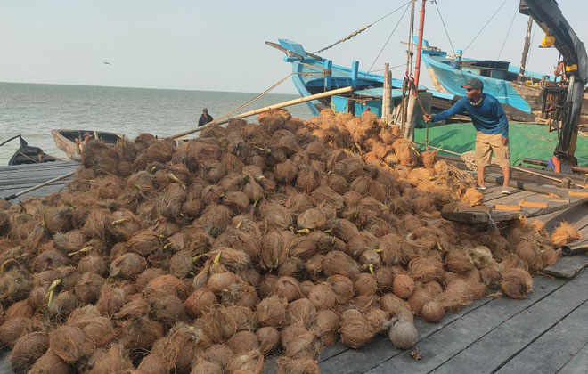 Proses bongkar muat kelapa dalam yang ada di Kecamatan Kuala Jambi, Kabupaten Tanjabtim.