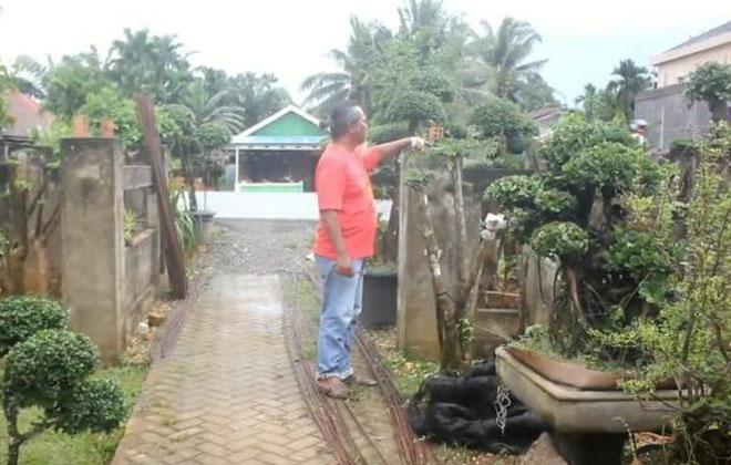 Usaha tanaman bonsai di Kelurahan Nibung Putih, Kecamatan Muarasabak Barat, Kabupaten Tanjab Timur.