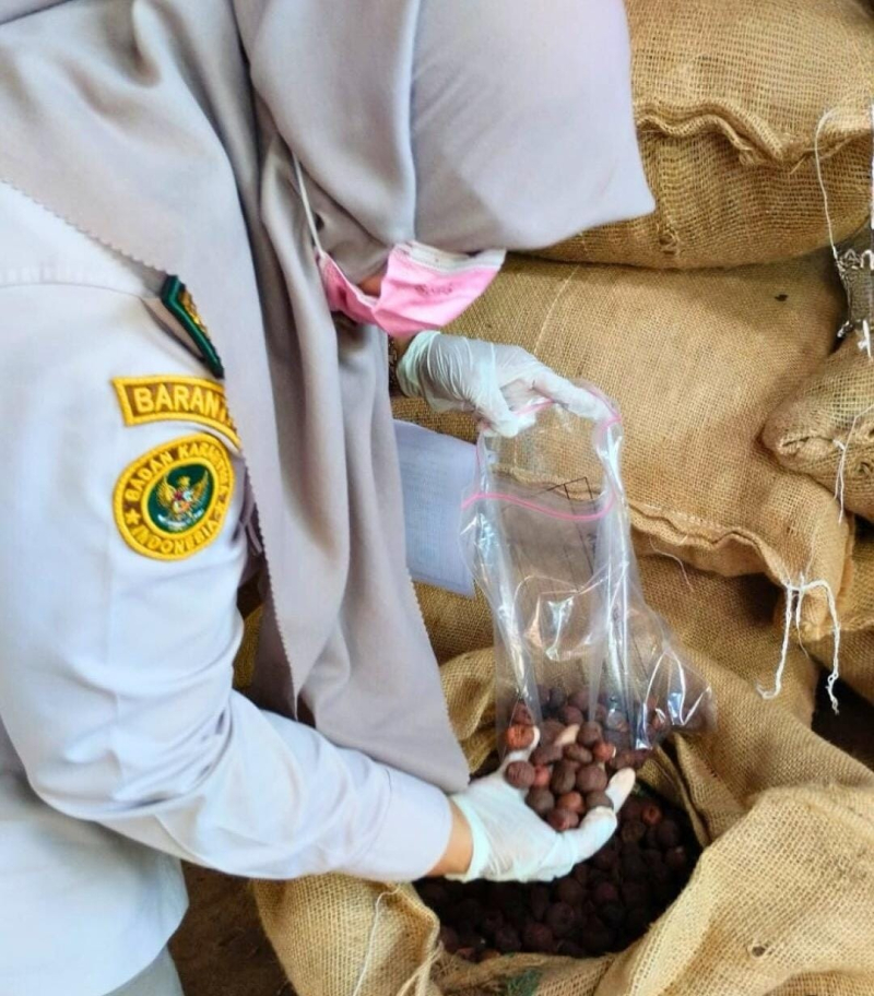 Tim Karantina Tumbuhan Balai Karantina Hewan, Ikan, dan Tumbuhan Jambi (Karantina Jambi) melakukan pemeriksaan terhadap komoditas Roasted Areca Nut atau pinang panggang.