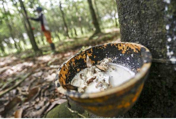 Harga Getah Karet Bertahan di Angka 14.000-15.000 Per Kilo