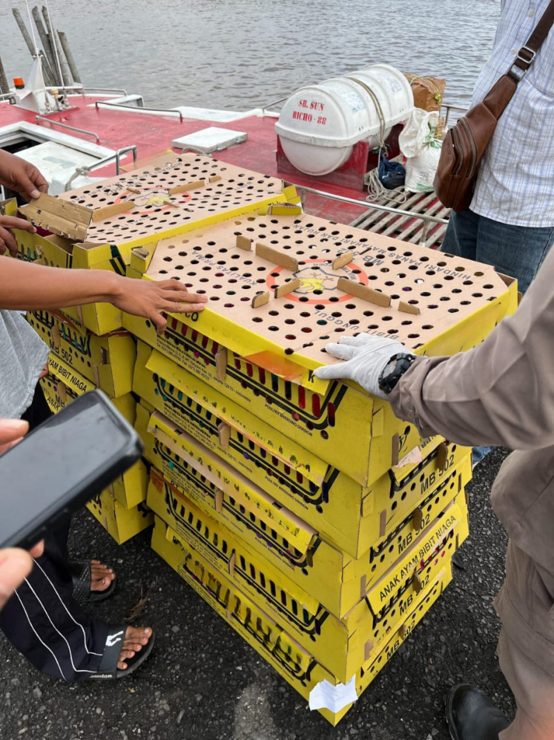 Tanpa Dokumen, 1.000 Ekor DOC Gagal Berlayar ke Batam