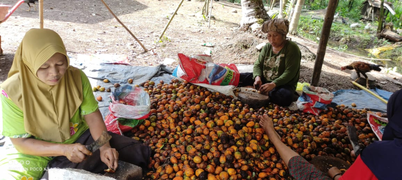 Petani pinang di Kabupaten Tanjabtim saat proses pengupasan pinang