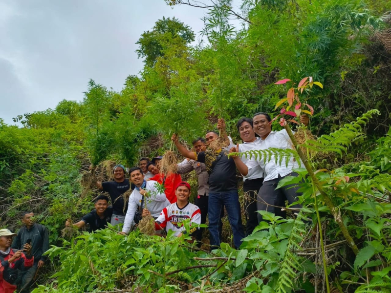 Polres Kerinci Temukan 19 Batang Ganja di Kayu Aro