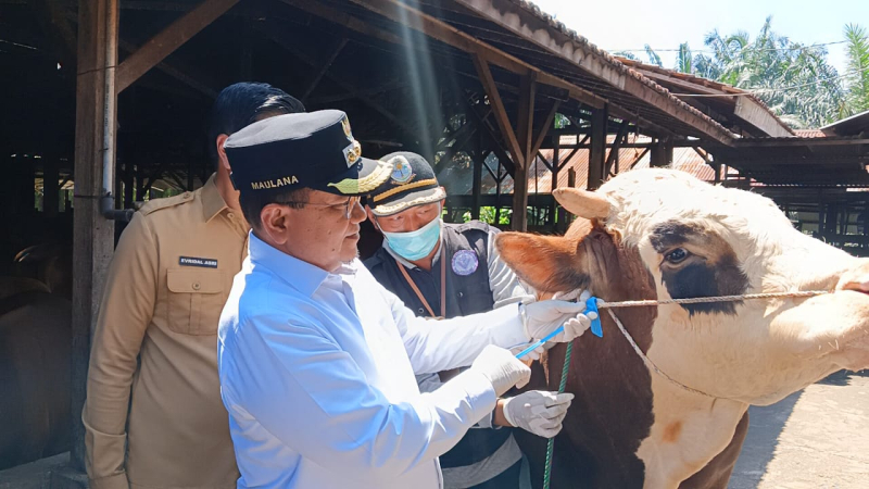 'Gowor' akan Disembelih di Masjid Darussalam, Sapi Kurban Dari Presiden untuk Warga Kota Jambi