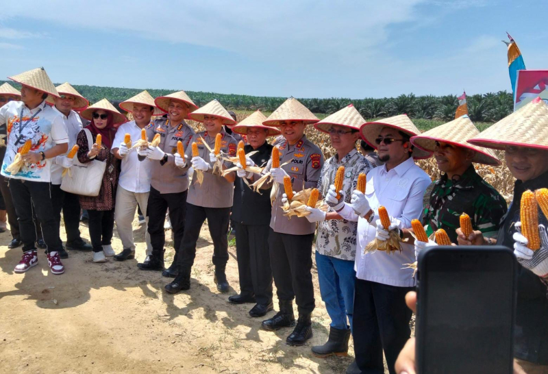 Kapolda Jambi Bersama Wagub Panen Raya Jagung Serentak di PT Brahma Bina Bakti