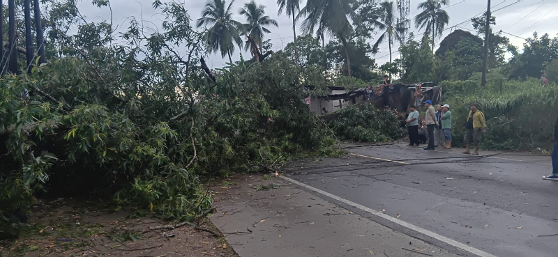 Hujan Lebat dan Angin Kencang, Pohon Tumbang Timpa Kios Milik Warga di Jaluko