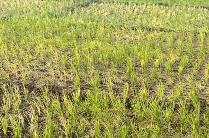 Tanaman padi di Kecamatan Air Hangat menguning karena dilanda kekeringan.