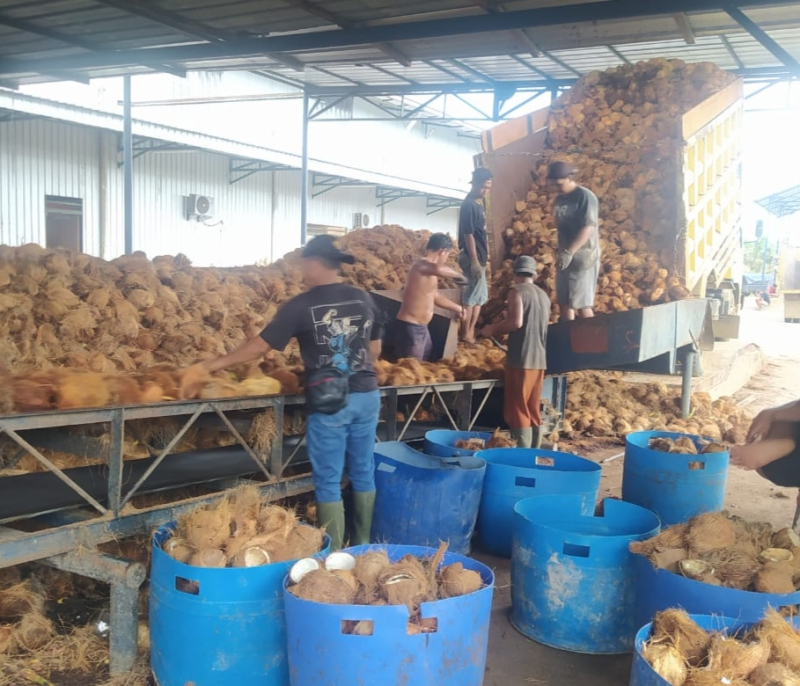 Meski Harga Turun Tajam, Petani Kelapa Dalam Tanjabtim Tetap Bertahan