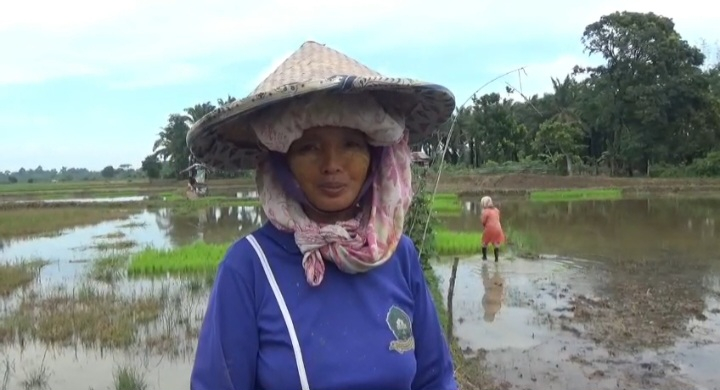Para petani di Desa Rengas Bandung saat menanam padi di sawahnya. 