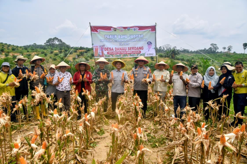 Wabup Gerry, Kapolres Sarolangun melakukan panen jagung di Desa Danau Serdang. 