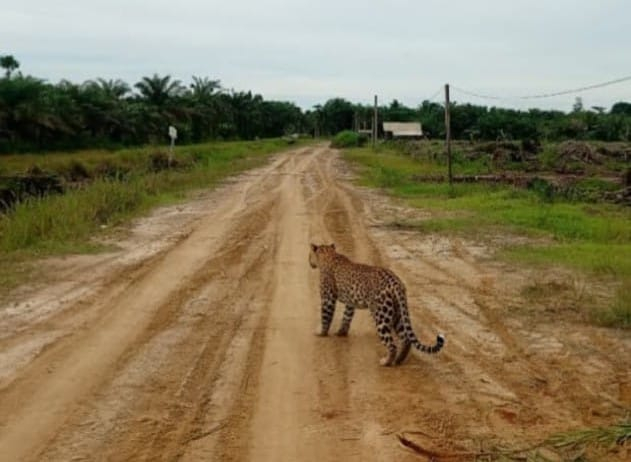 Macan Tutul Masuk ke Kebun Warga, Kades Catur Rahayu Minta Warga Waspada