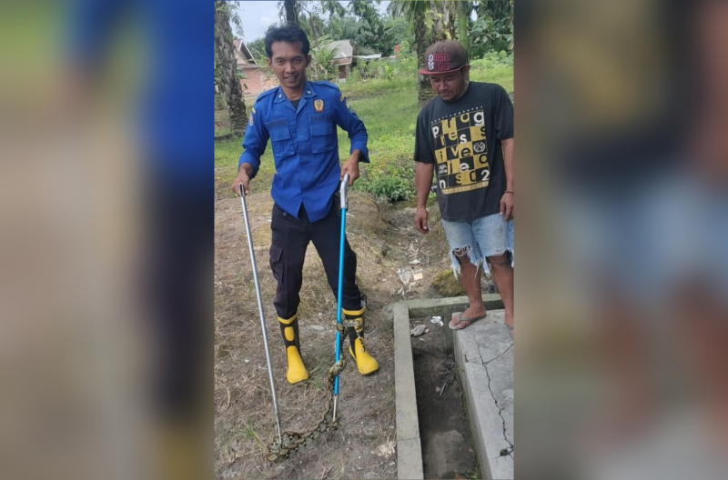 Petugas Damkar Evakuasi Ular Python dari Pemukiman Warga Marga Mulya