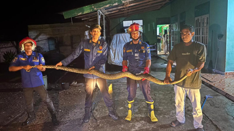 Petugas Damkartan Muaro Jambi saat mengevaluasi seekor ular sanca sepanjang empat meter di halaman rumah warga.