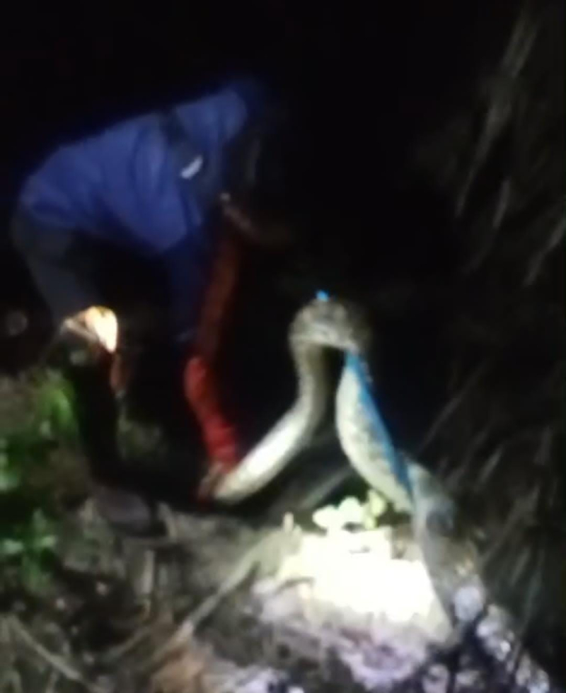 Ular Python Empat Meter Masuk Lokasi Usaha Milik Warga, Petugas Damkartan Turun Tangan