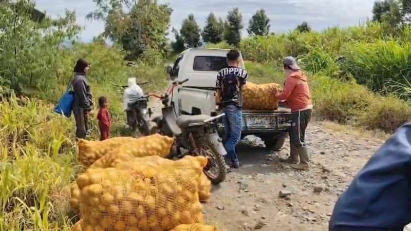 Harga Kentang Anjlok hingga Rp4.000 per Kg, Petani Kerinci Mengeluh