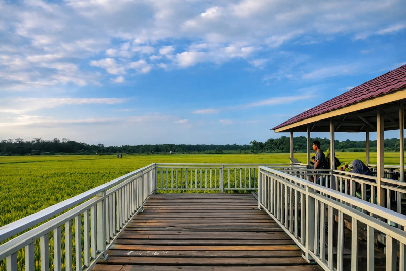 Kampung Wisata Agroeduwisata Saung Padi di Muara Sabak Dikembangkan, Jadi Destinasi Edukasi dan Pertanian Unggulan