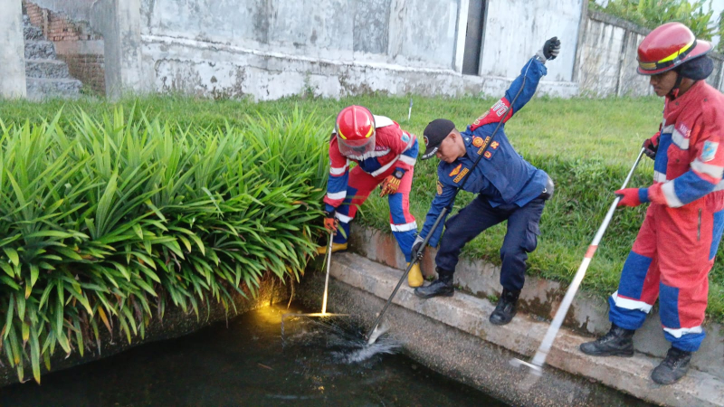 Warga Jelutung Heboh! Seekor Buaya Muncul di Permukiman, Damkar Kota Jambi Gerak Cepat Evakuasi