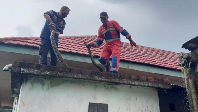 Geger! Ular Sanca 3,5 Meter Nongol di Dinding Rumah Warga Jambi, Damkar Turun Tangan