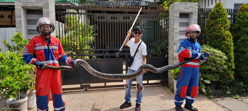 Bikin Merinding! Ular 25 Kg Muncul di Tengah Permukiman Warga Kota Jambi