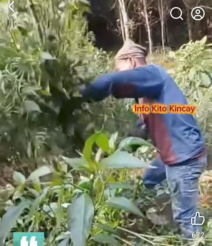 Harga Cabai Terpuruk di Kerinci, Petani Terpaksa Tebang Tanaman