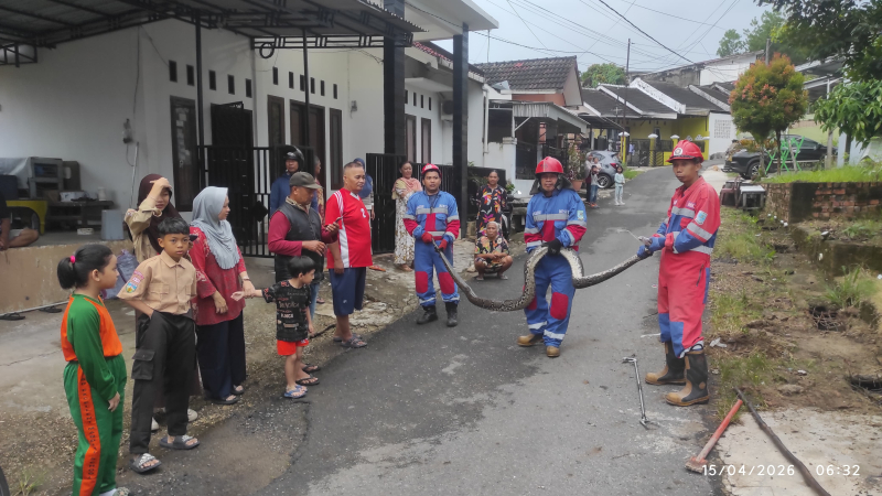 Belum Hilang Kaget, Muncul Lagi! Dua Sanca Teror Warga Kota Jambi dalam Semalam
